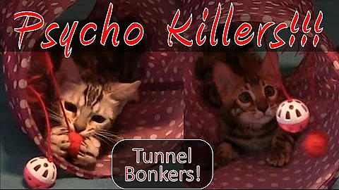 Watch the video about Psycho Bengal Kittens Playing in the Cat Tube