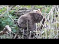 Biber auf futtersuche beaver looking for food
