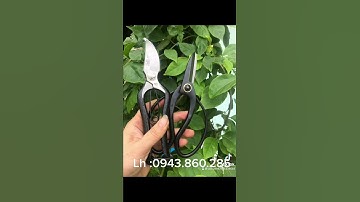 Cặp đôi kéo cắt tỉa đúc thép đen nguyên khối gia 350 k/1 cặp ( bao sip).Lh , Zalo: 0943.860285