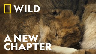Protection Of The Cubs | Growing Up Animal | National Geographic WILD UK