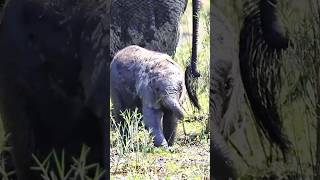 Giants of the Earth:  World Elephant Day 🐘
