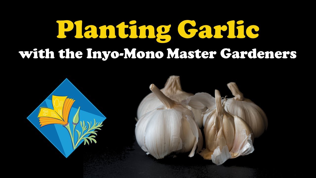 Master Gardeners—“It's Garlic Planting Time”, Roots