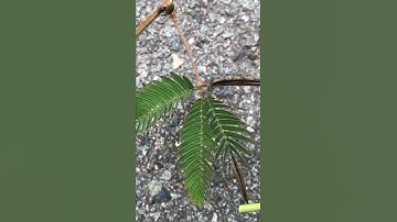 Cây Hoa Trinh Nữ Cây Xấu Hổ Cây Mắc Cỡ Khi Bị Chạm Vào