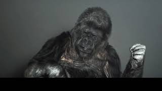 Послание гориллы Коко музыкантам