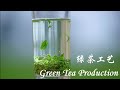 绿茶工艺 Green Tea Production