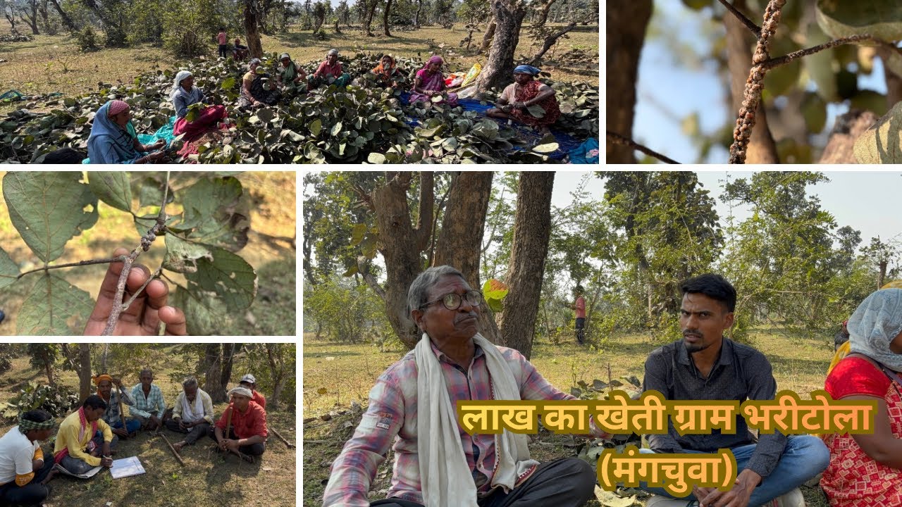 ग्राम भरीटोला !!में लाख के खेती से बनाया गया !!भवन ॥और सामुहिक रूप से किया जाता है खेती #farming 