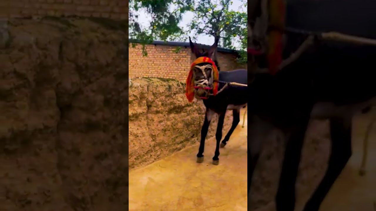 Donkeys Live Among And Horses 80