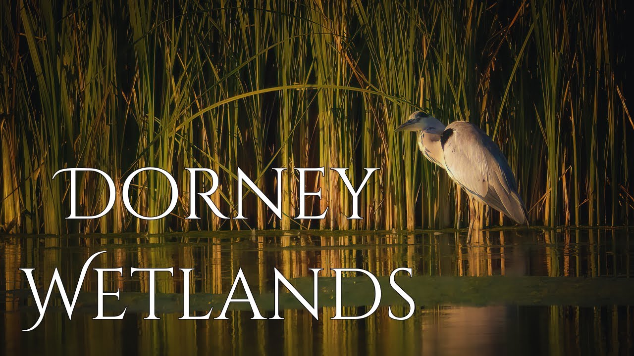 The Beauty Of Dorney Wetlands: A Nature Walk Adventure