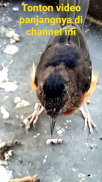 Perawatan Murai Trotol Agar Cepat Mutasi Bulu