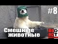 Смешные животные #8 Видео приколы с животными 2018