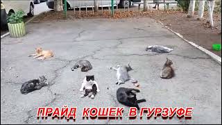 ПРАЙД КОШЕК В ГУРЗУФЕ