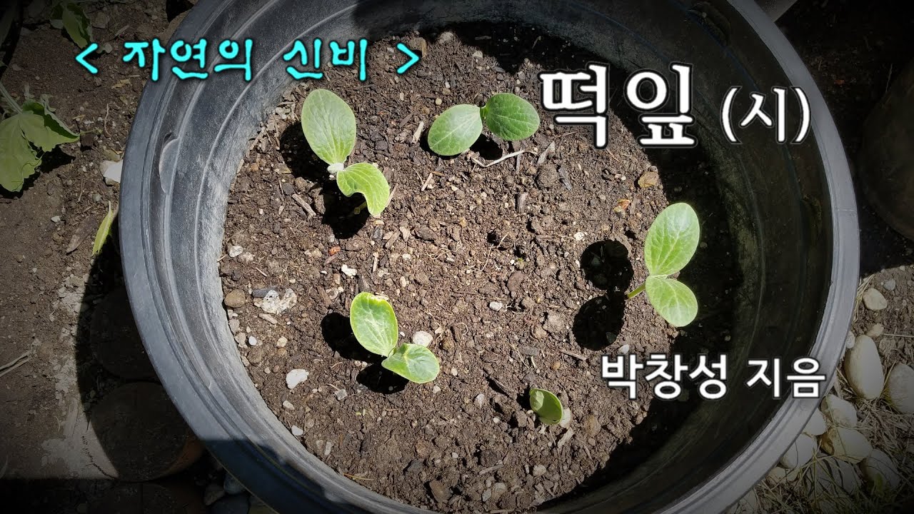 떡잎 - YouTube