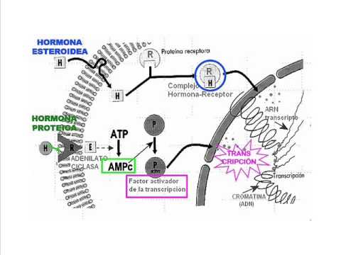 transcripcion en celulas eucariotas pdf