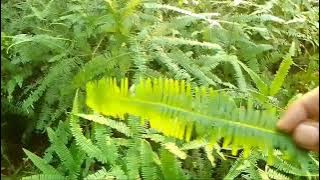 Bahan Insektisida Nabati Ala Jadam | JHS