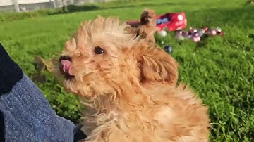 Cavapoo pupsenzo.be chip 6304 en 6313