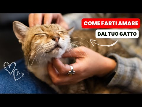 Video: Come comportarsi di nuovo come un bambino: 15 passaggi (con immagini)