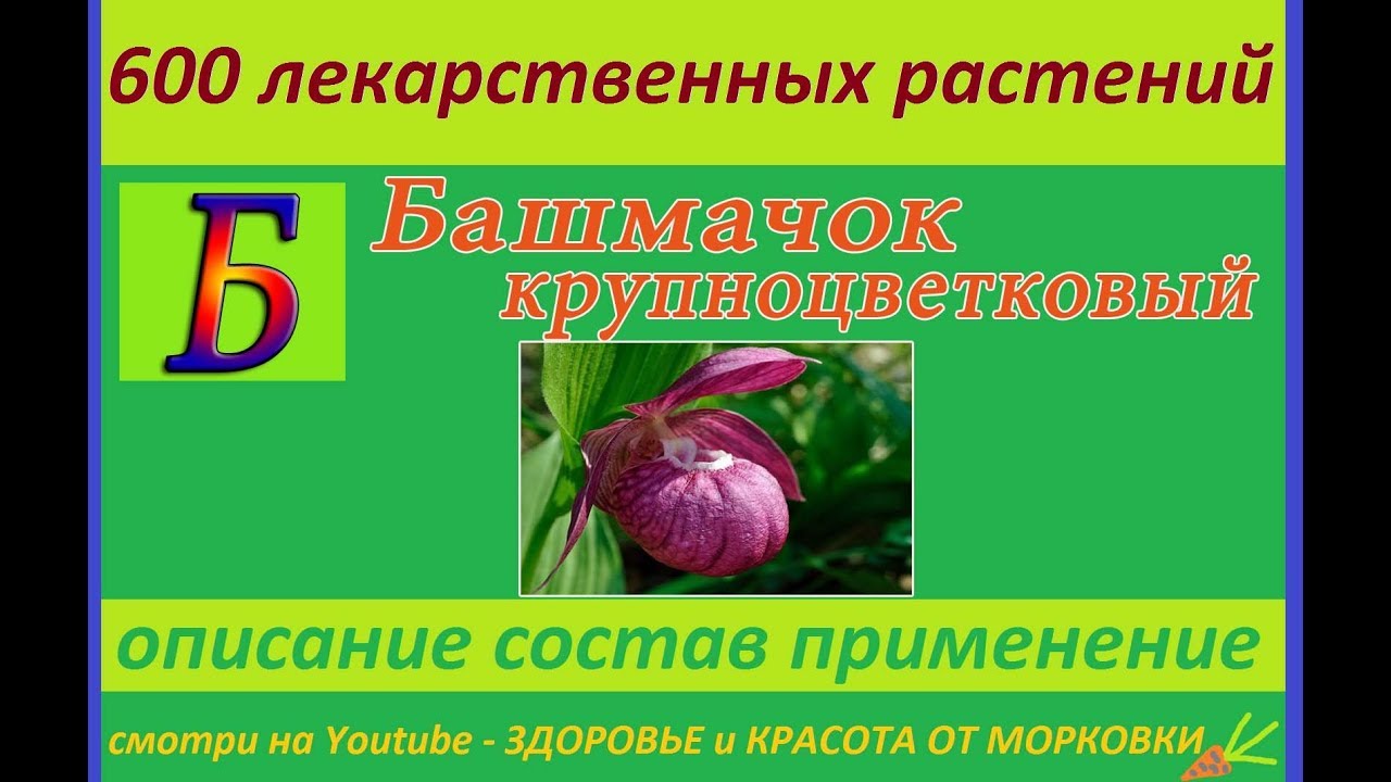 башмачок крупноцветковый 600 лекарственных растений