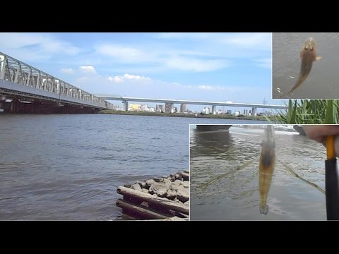５月29日 平井荒川でテナガエビ ハゼ釣り満喫 Youtube