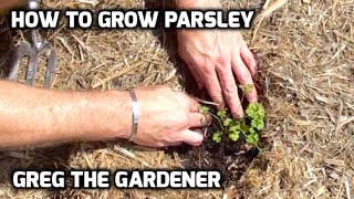 HOW TO GROW / PLANT PARSLEY - GregTheGardener
