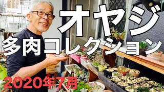 【多肉植物】オヤジの秘蔵・多肉コレクション（ほんの一部）を公開！パート2 オヤジの多肉愛が止まらない!!長編動画