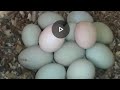 Mi gallina de Huevos Verdes 2 !!!suscribances para mas videos😂😂