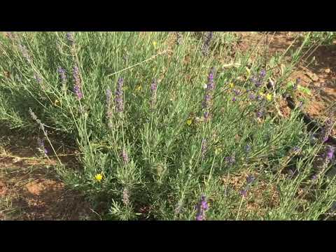 Video: Lavanta angustifolia
