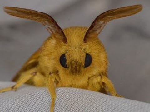 動物 癒し まるでぬいぐるみ 蛾の顔は良く見ると可愛い Youtube