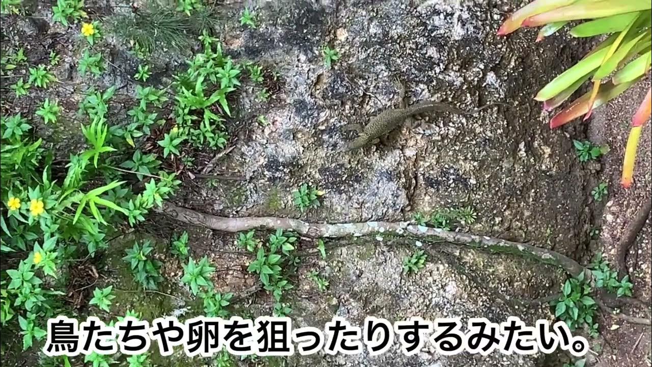 【Guam life】 Monitor Lizard at my backyard l 裏庭にモニターリザードが！ YouTube