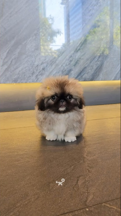 She who got everything you need🥰 #puppy #pet #petlover #pekingese #dog #shorts #pets #cutedog #dogs
