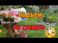 Повздорили с мужем(//Сажаю нимфеи//Сплю в берушах