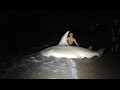 Guys catching a 700 pound hammerhead shark in Florida (Video)
