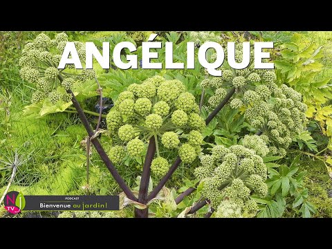 Vidéo: Growing Angelica - Conseils pour les soins d'Angelica dans le jardin d'herbes aromatiques