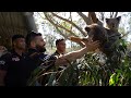 Koalas, snakes and Panthers unite in Bega