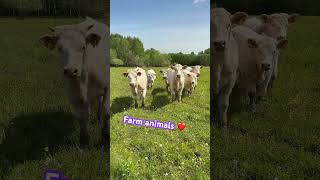 Farm Animals
