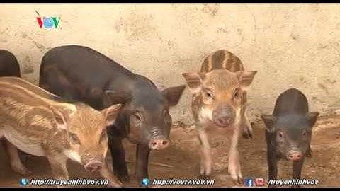 Ứng dụng công nghệ cao vào sản xuất nông nghiệp