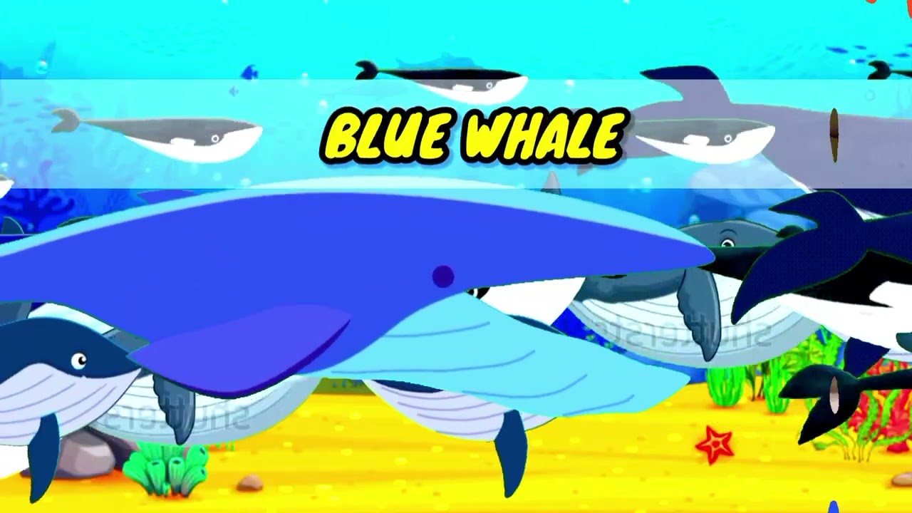 WHALE | Types and interesting facts about whales ‼️