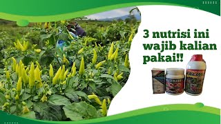 Nutrisi ini pokok untuk perkembangan cabai!!!