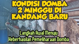 DOMBA 2 MINGGU DI KANDANG