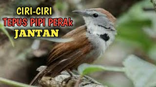 Perbedaan Burung Tepus Perak Jantan Dan Betina