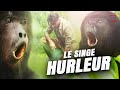 A la recherche du singe hurleur  documentaire animalier