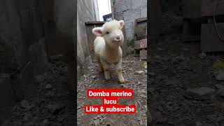 Download Lagu domba merino #lucu #fyp MP3 Download Lagu domba merino #lucu #fyp MP3