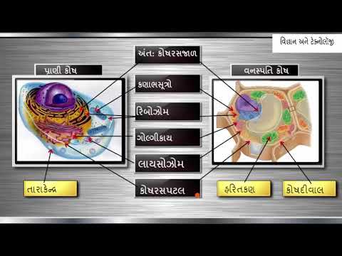 વનસ્પતિ કોષ અને પ્રાણી કોષ || Science || Plant Cell and Animal sell || વિજ્ઞાન