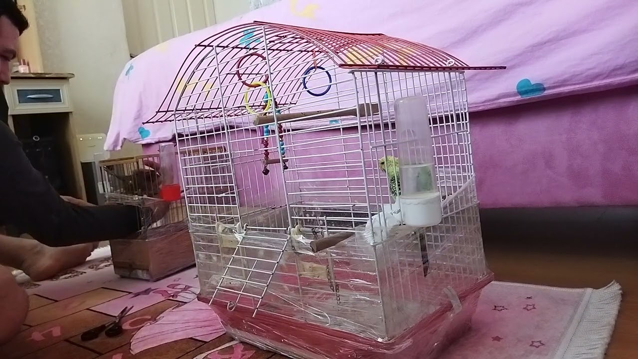 muhabbet kuşları #uçum