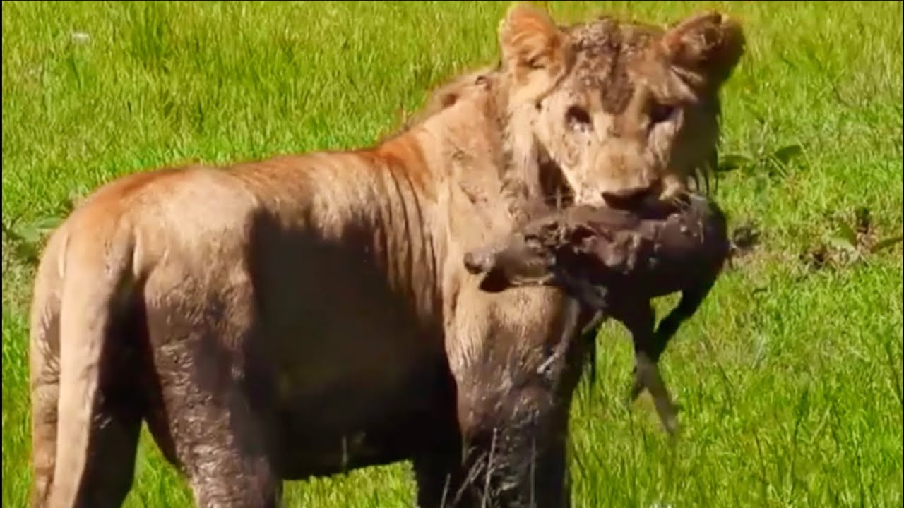 Lions Dig Out A Baby Warthog From Cave And Eats Alive Youtube