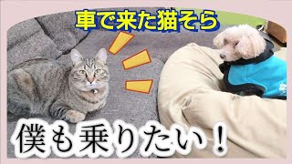 【保護猫】人をダメにするクッションと無印アイテムで猫と犬が可愛すぎます