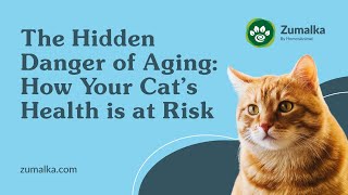 The Hidden Danger Of Aging: How Your Cat's Health Is At Risk by Zumalka by HomeoAnimal - Helping Pets Naturally  33 views 1 year ago 39 seconds