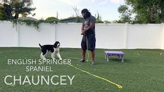 English Springer Spaniel Chauncey Showing up crazy Turning into an obedience master in just 14 days