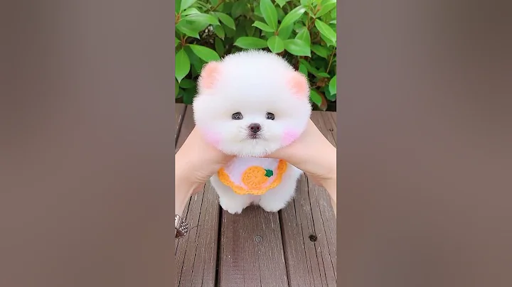 Video 9612441: norwegian forest cat, abyssinian cat, cat entertainment, sweet pets, cat reaction