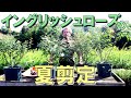 【夏剪定】4品種のイングリッシュローズの夏剪定を解説！