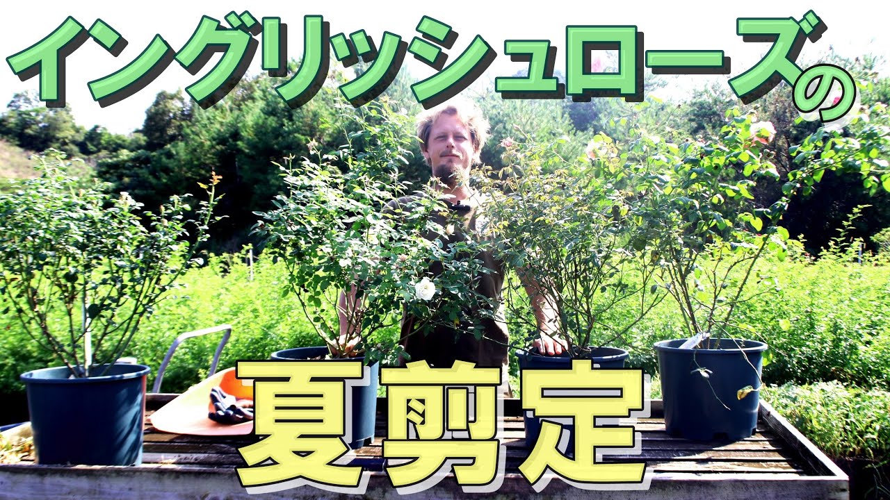 【夏剪定】4品種のイングリッシュローズの夏剪定を解説！